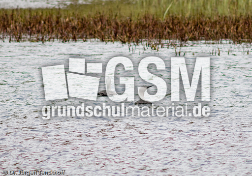 Sterntaucher (1 von 20).jpg